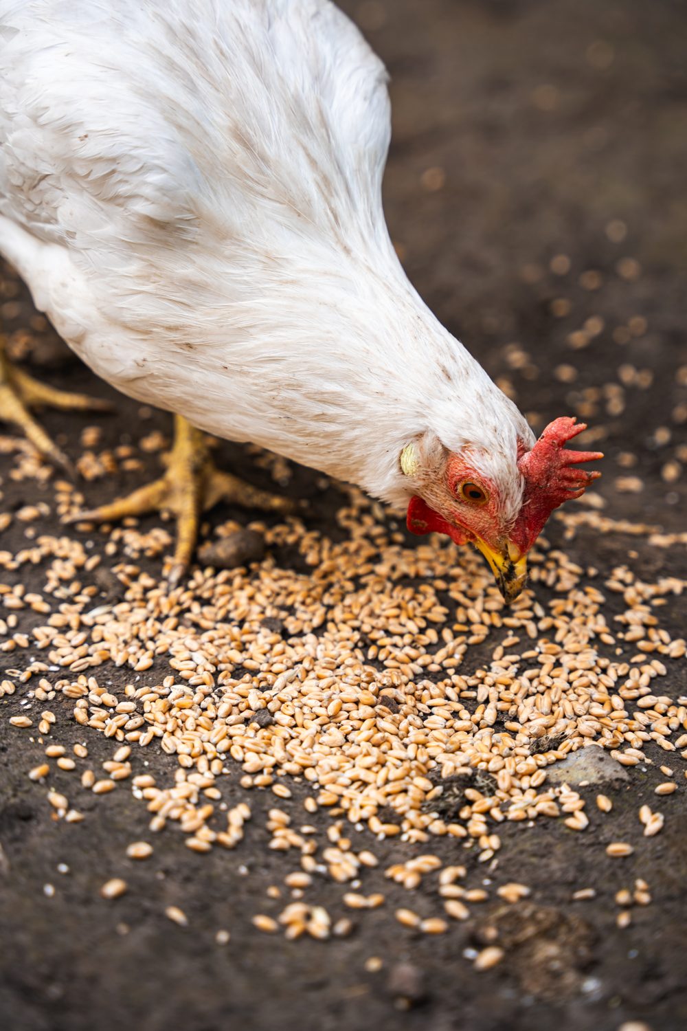 Ein weißes Huhn pickt Getreidekörner vom Boden des Hofes