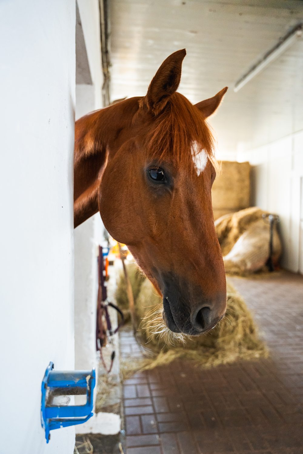 Ein braunes Pferd streckt den Kopf aus der Box über einen Heuhaufen im Stallgang