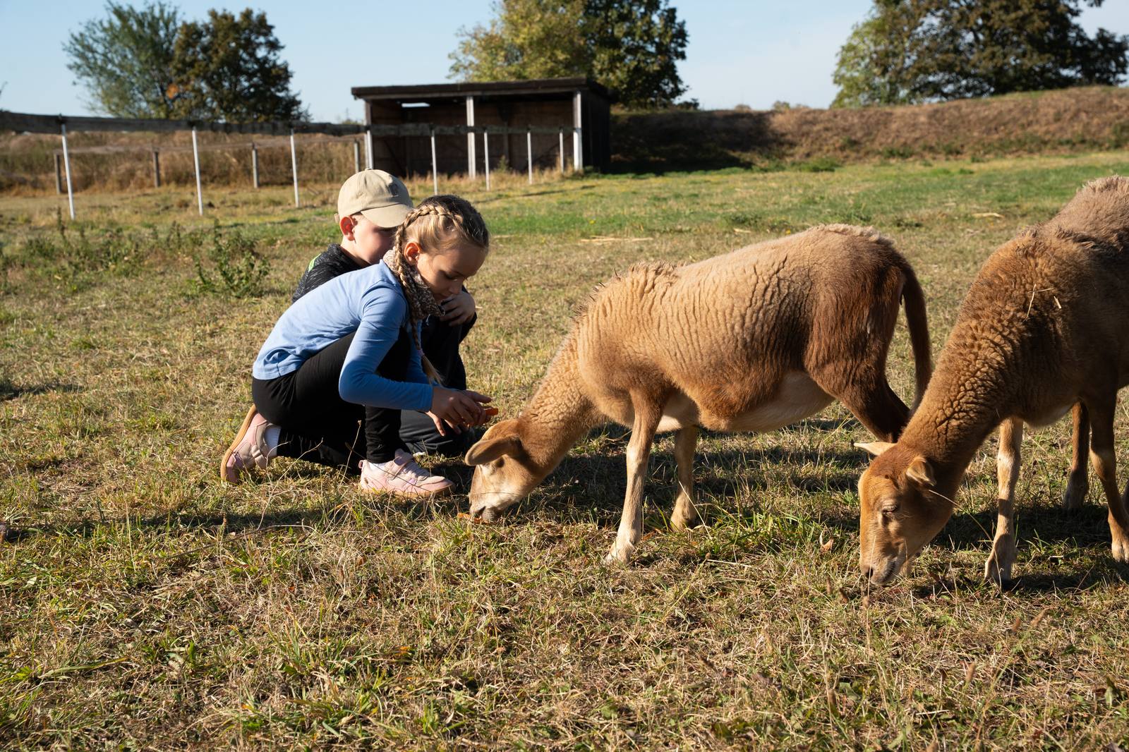 Zwei Kinder füttern Kamerunschafe auf der Weide.