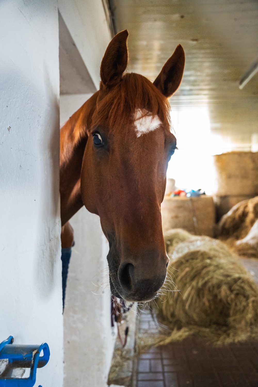 Ein braunes Pferd schaut aus seiner Box in den Stallgang