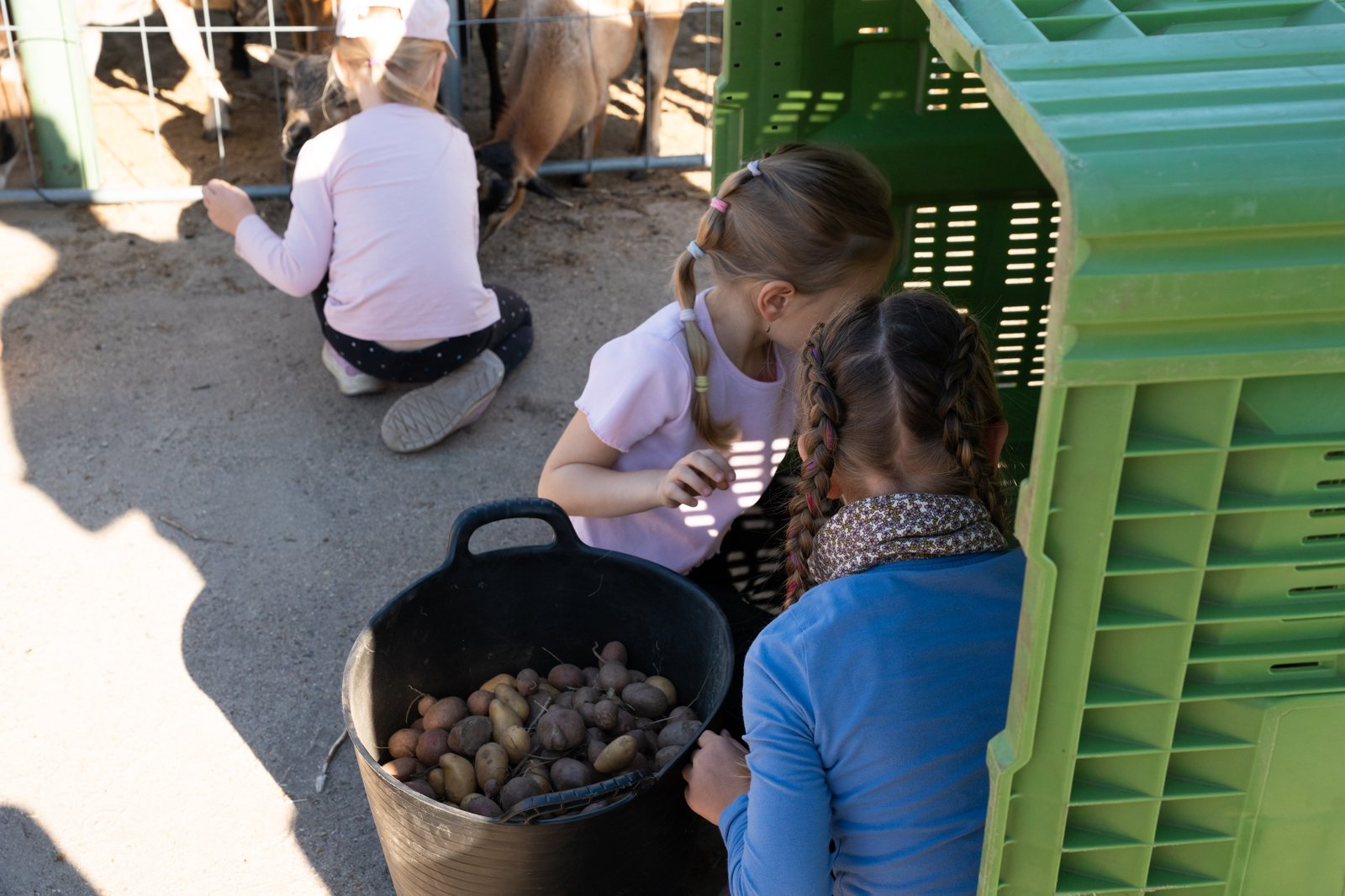Kinder sortieren geerntete Kartoffeln in eine Kiste.