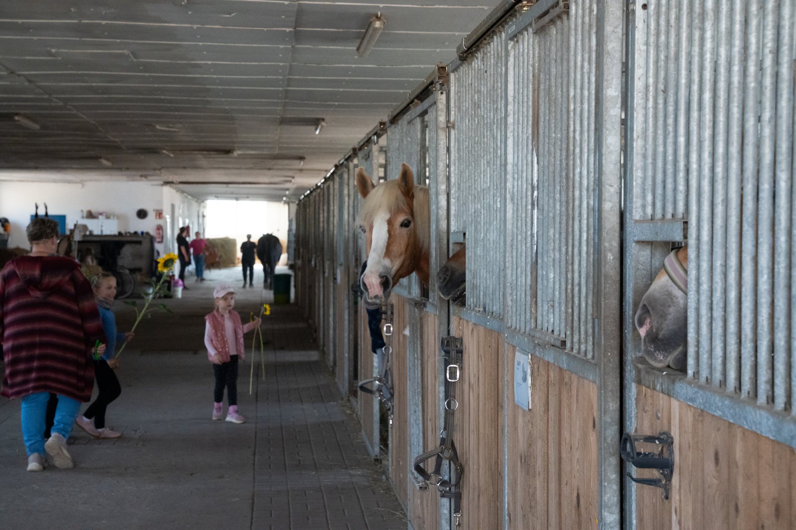 Blick durch die Stallgasse, in den Boxen stehen Ponys.