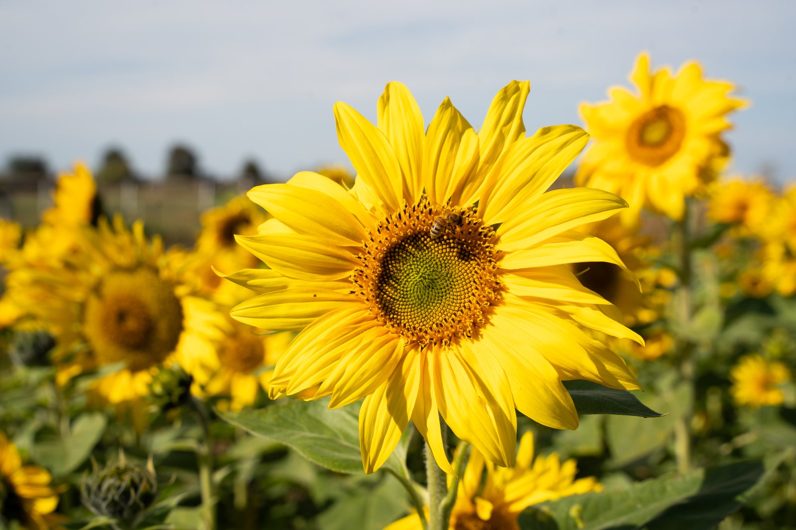 Aufgeblühte Sonnenblumen vor blauem Himmel.