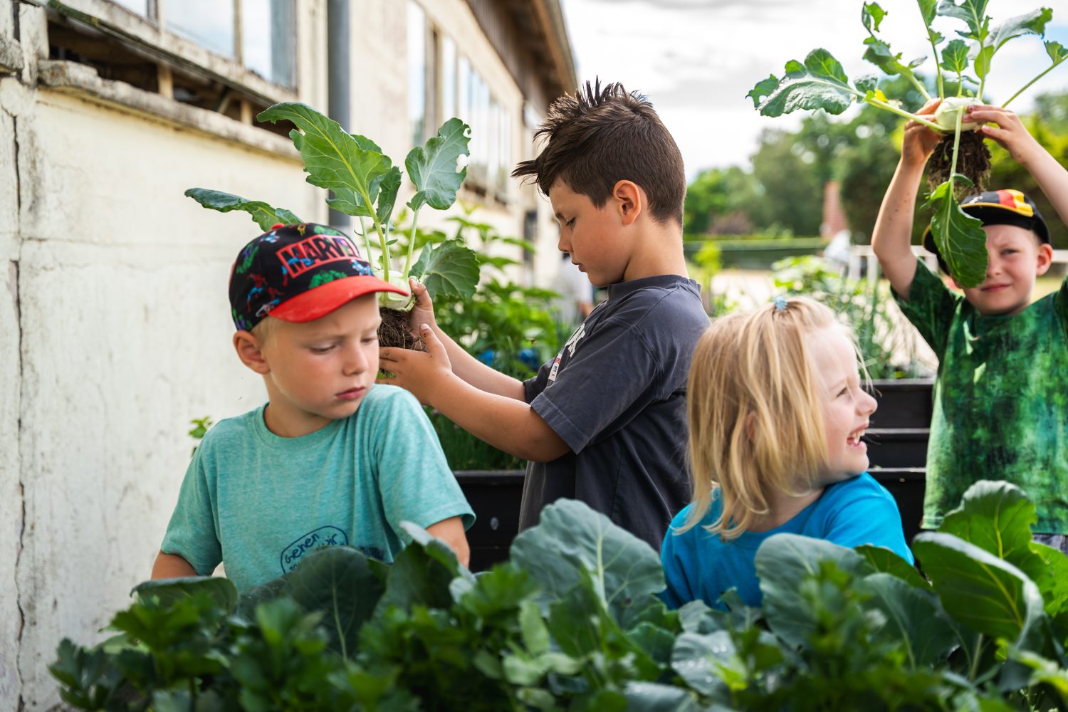 Kinder halten frisch geernteten Kohlrabi mit Erde an den Wurzeln in die Höhe