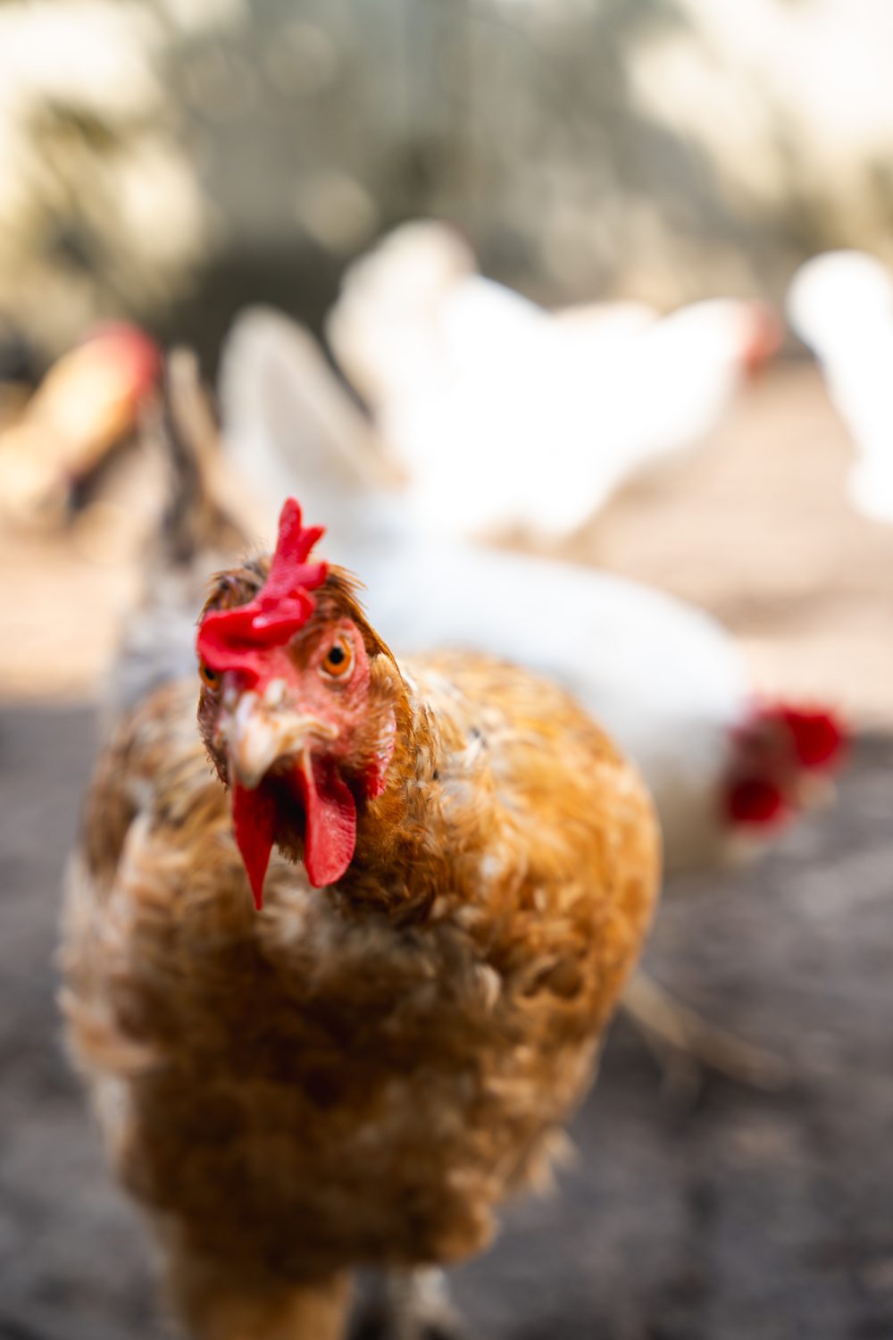 Ein braunes Huhn schaut neugierig in die Kamera, weitere Hühner im Hintergrund